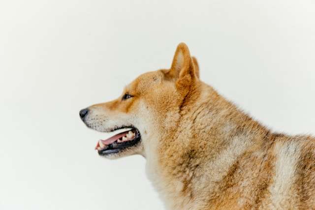 How to Choose the Best Wet Food for Aging Akitas