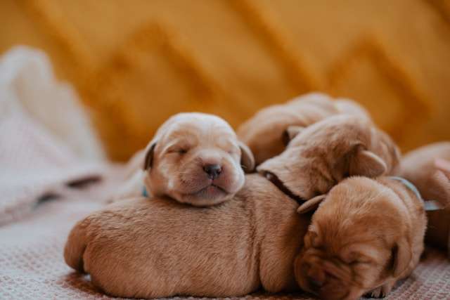 Top 5 Dog Foods to Support Akita Puppies’ Growth and Development
