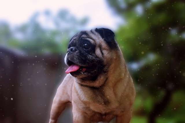 The History of Pugs