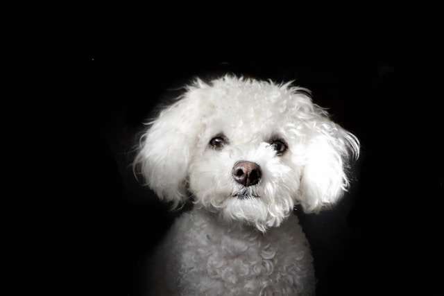 Best Dog Food for Bichon Frise