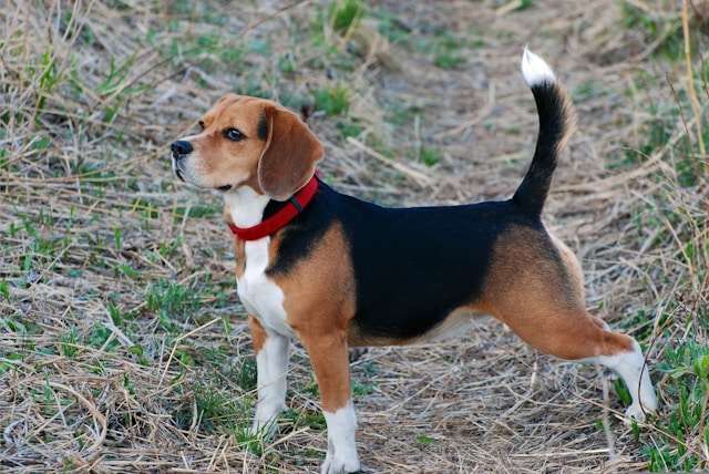 Best Dog Food for Hound Dogs
