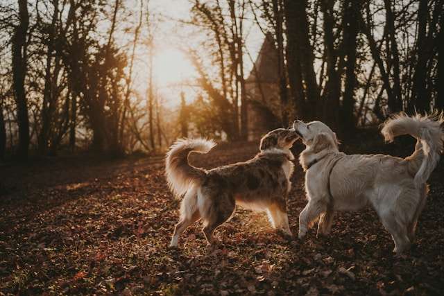 Top Supplements to Boost Your Dog's Health and Energy Levels