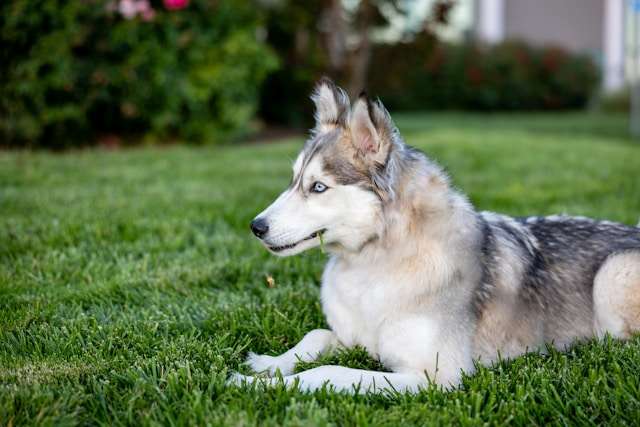 Top 5 High-Protein Dog Foods for Working Dogs