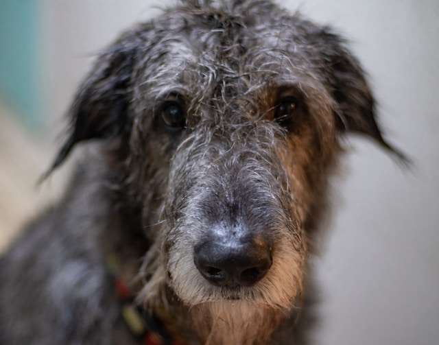 Irish Wolfhounds