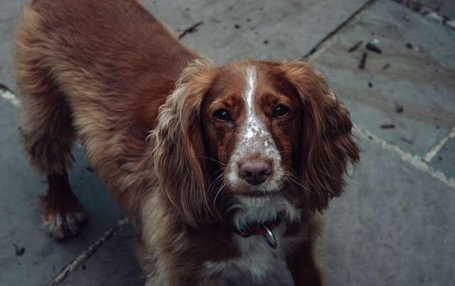 Best Dog Food for Cocker Spaniels