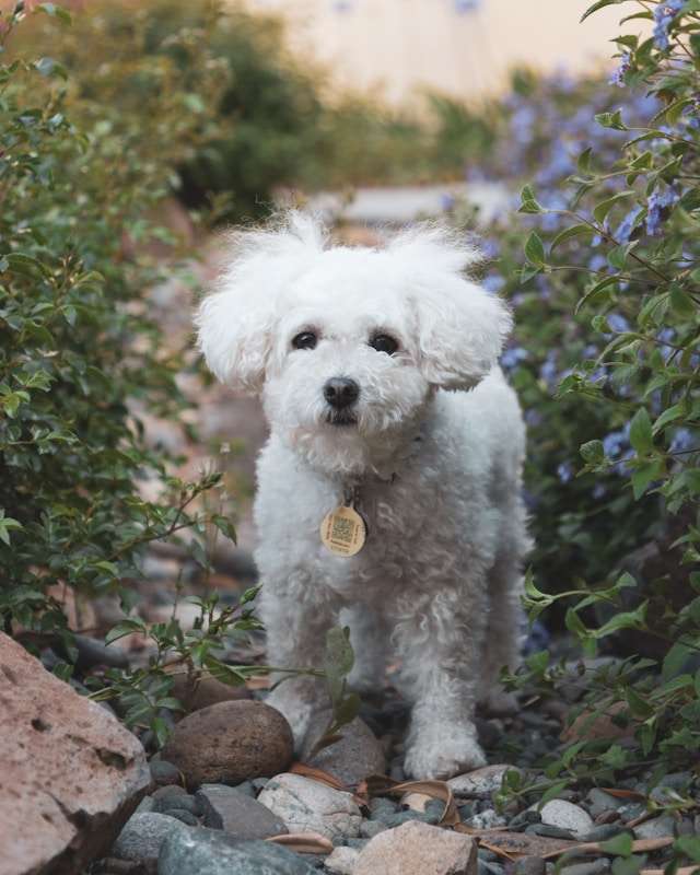 The Ultimate Guide to Maltipoo Care: Tips for a Happy, Healthy Pup