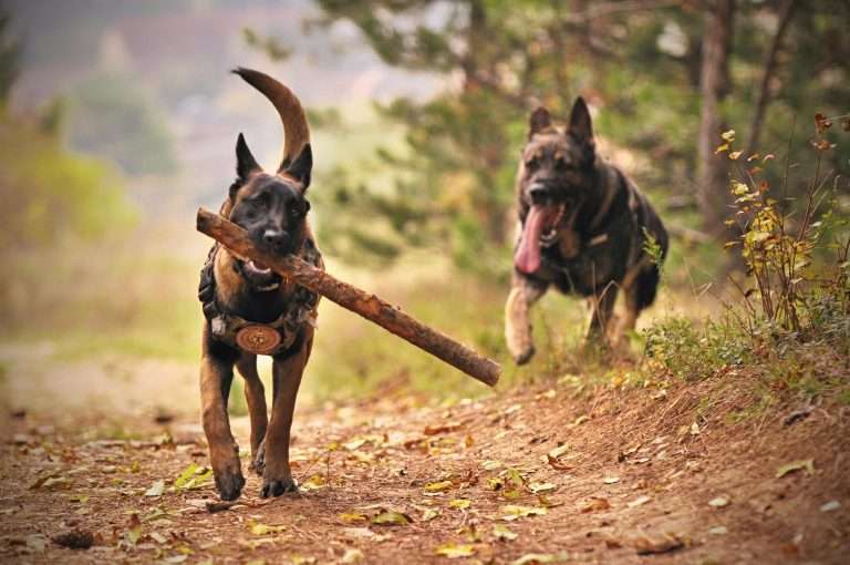 Dog Protein Requirements
