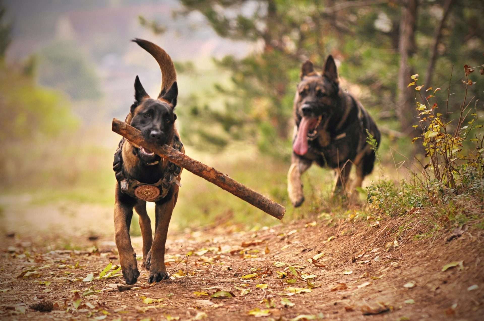Dog Protein Requirements