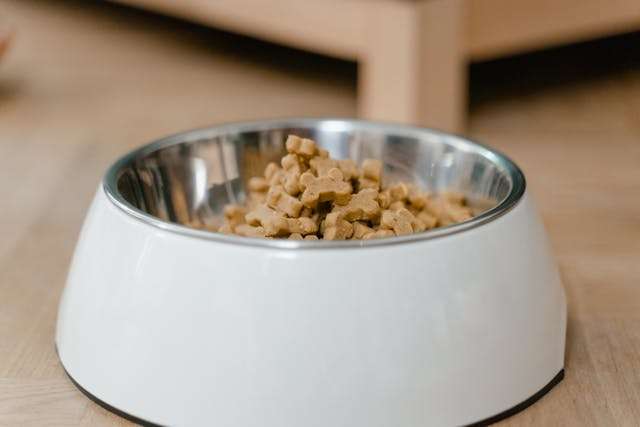 Best Dry Dog Food