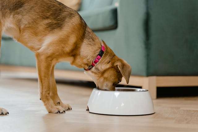 Best Grain-Free Dog Foods for Small Breeds