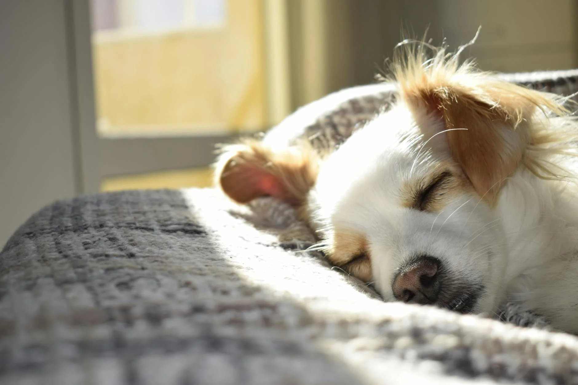 Apartment-Friendly Dog Breeds You'll Love