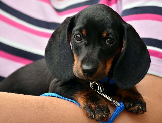 Best Dog Food for Dachshunds