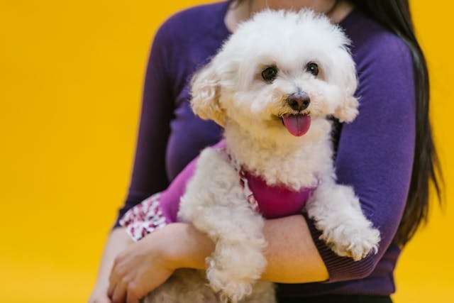 Top 10 Hypoallergenic Dog Breeds