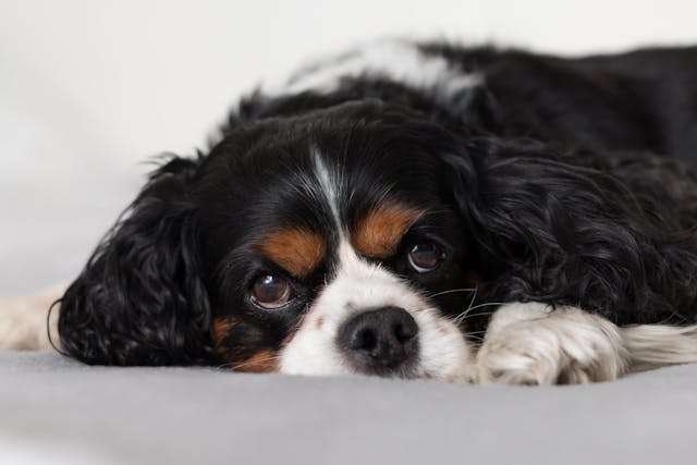 Best Small Dog Breeds for Families with Kids