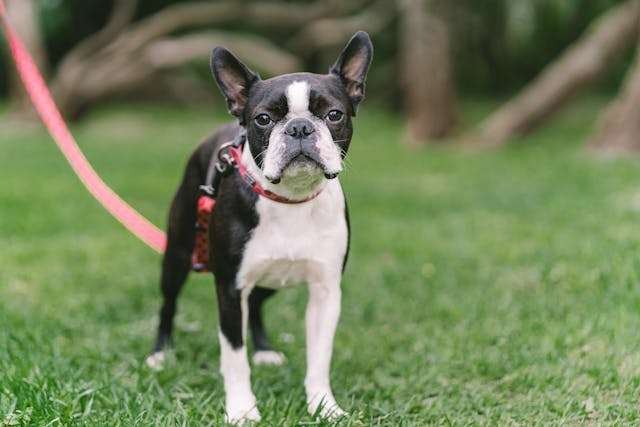 Boston Terrier Health Issues