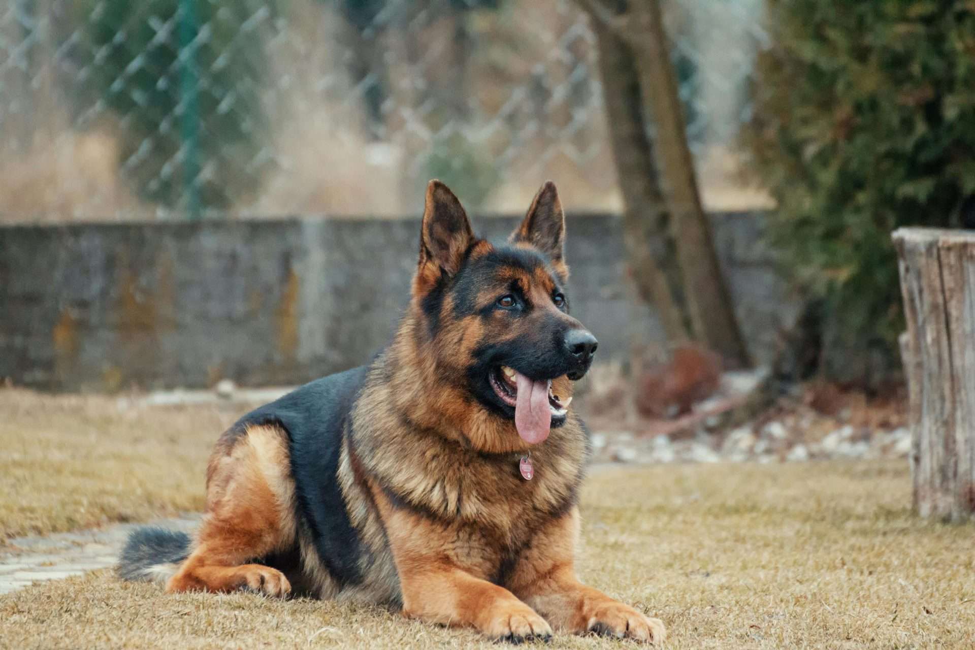 Belgian Malinois vs. German Shepherd