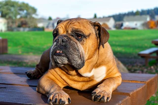 Best Dog Food for English Bulldogs