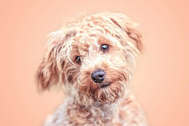 How to Spot Nutritional Deficiencies in Your Dog