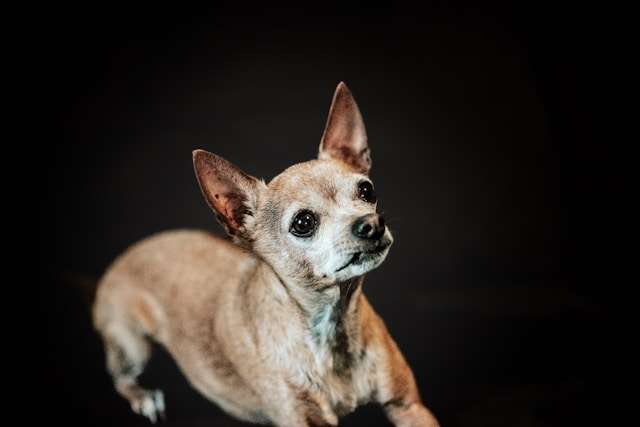 Best Dog Food for Chihuahuas
