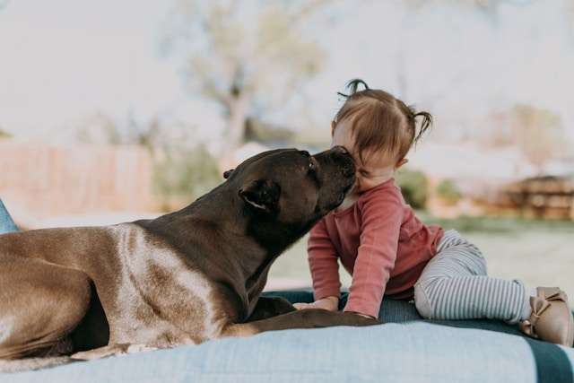 Best High-Protein Dog Foods for American Pit Bull Terriers