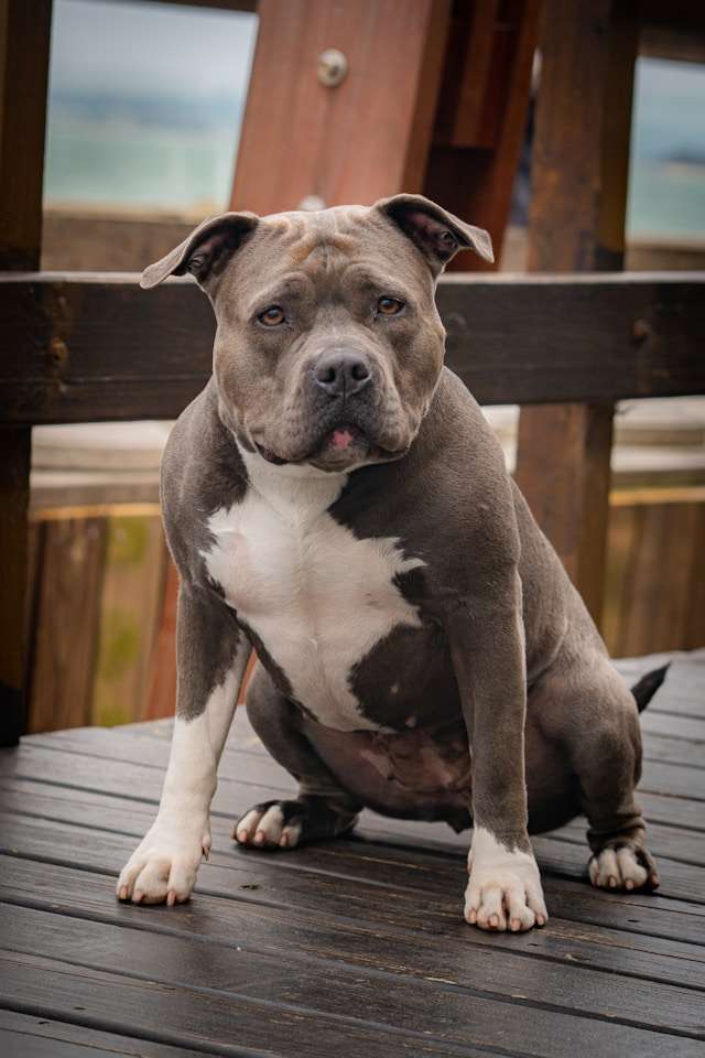 Pit Bull Breeds