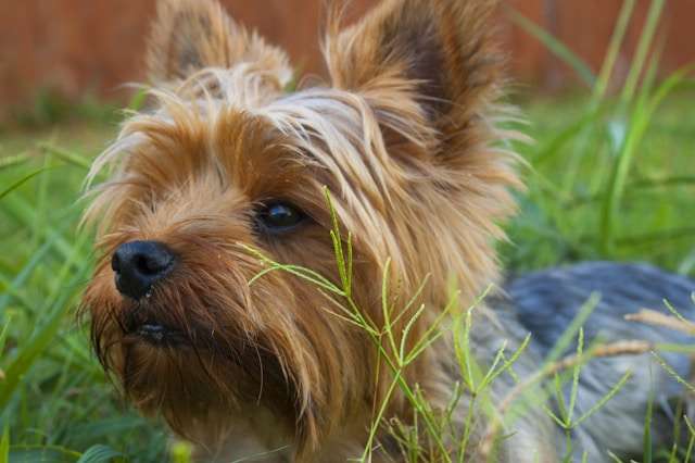Debunking Common Myths About Yorkies as Family Dogs
