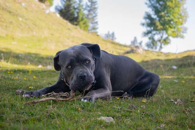 Best Dog Food for Cane Corso