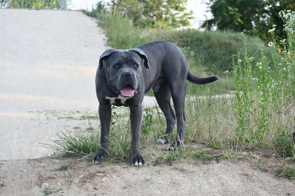 Cane Corso