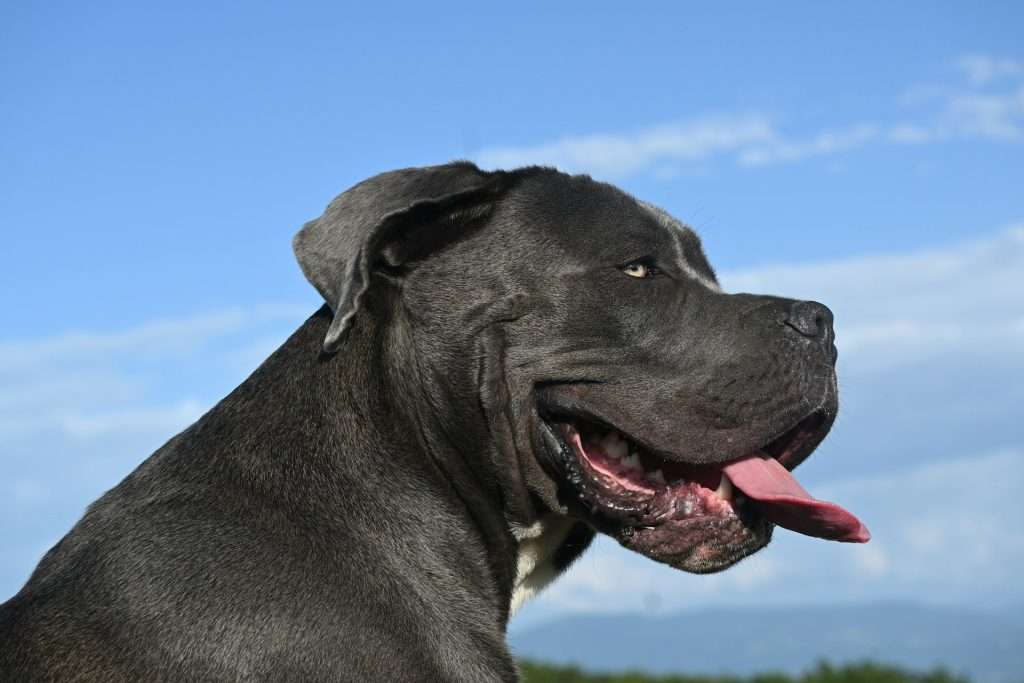 black Cane Corso