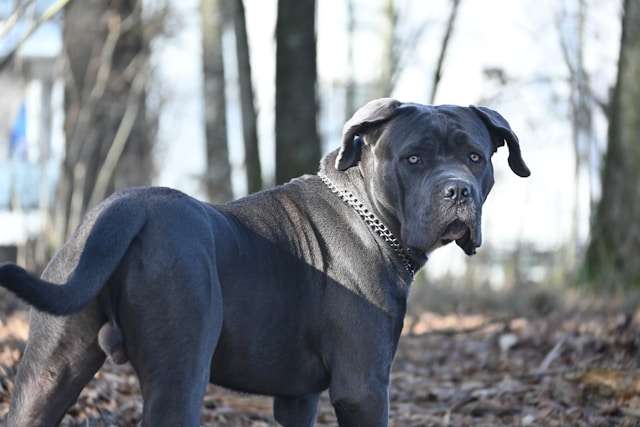 How Long Do Mastiffs Live?