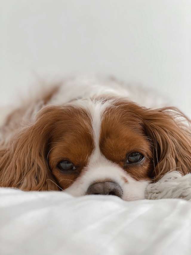 Cavalier King Charles Spaniel