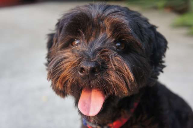 Shih Tzu Traits