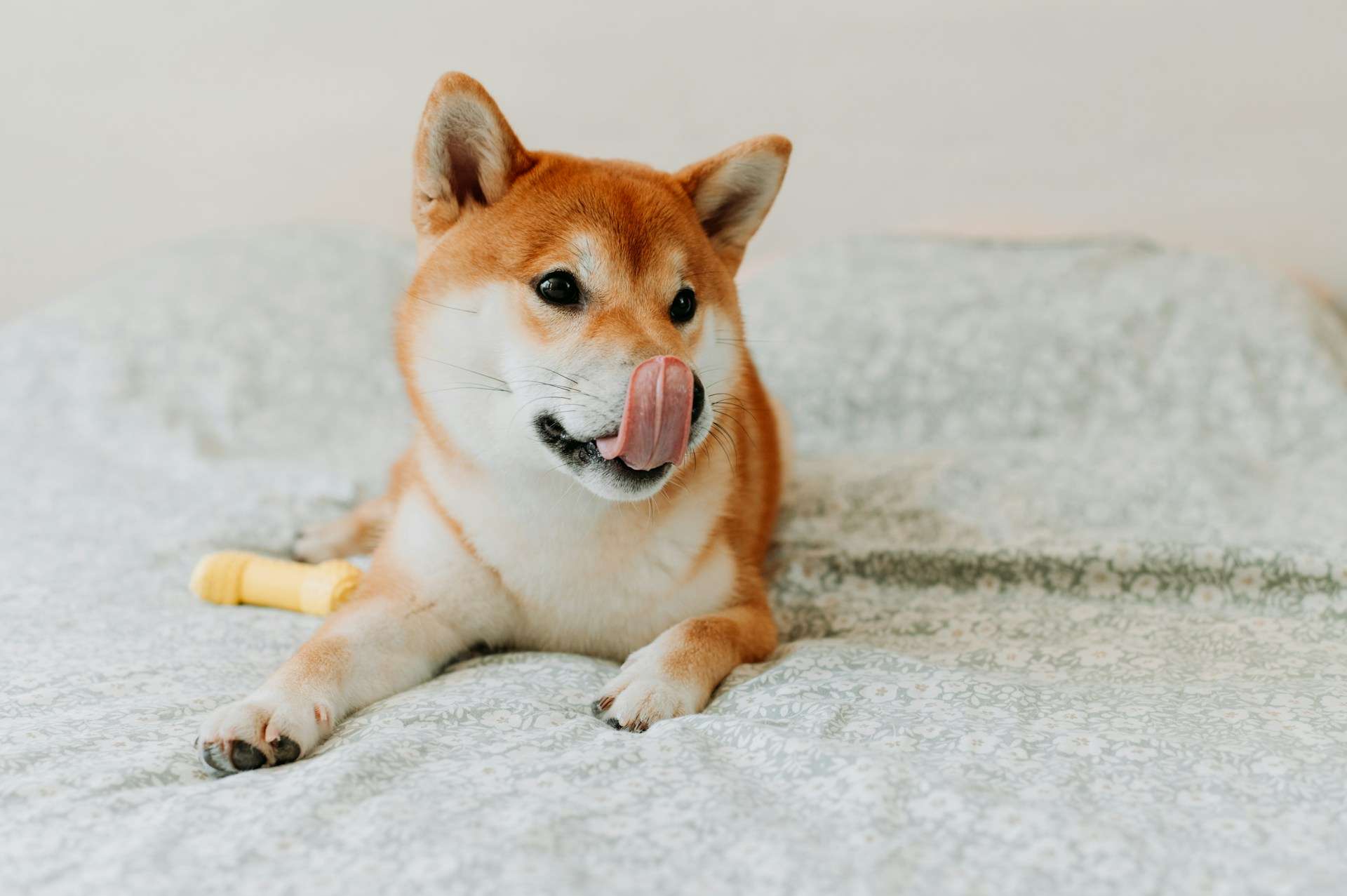 Akita's Dietary Needs
