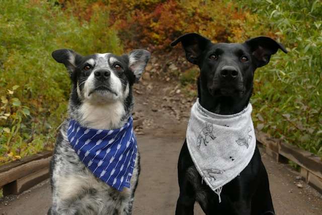 Meal Planning for Dogs with Special Diet Needs