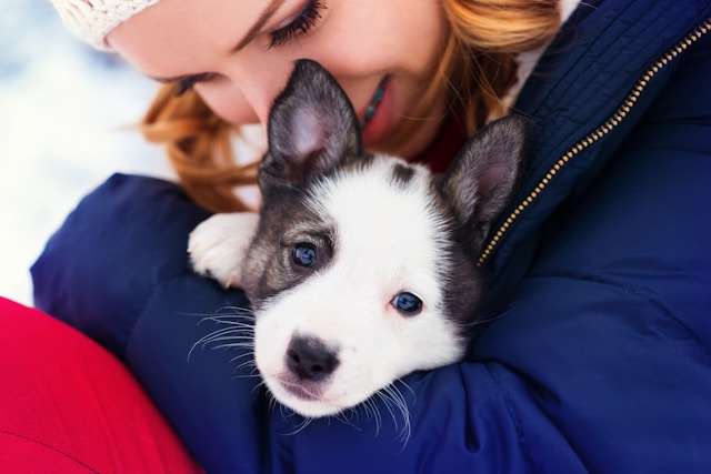 Essential Dog Tips for New Owners