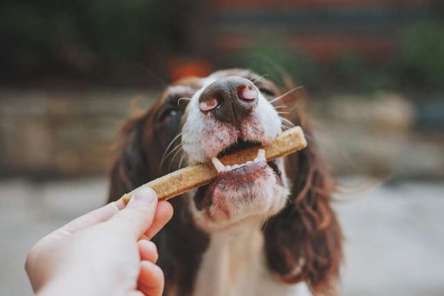 Homemade Dog Treat Recipes