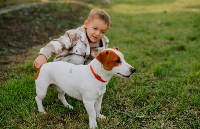 Vet-Approved Homemade Chicken Dog Food Recipes