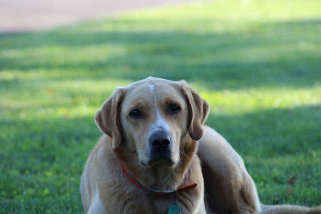 Dog-Friendly Superfoods