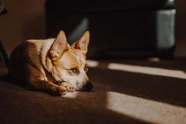 How to Create a Dog Feeding Schedule