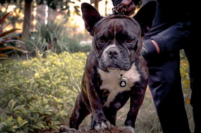 Best Protein Alternatives for Dogs