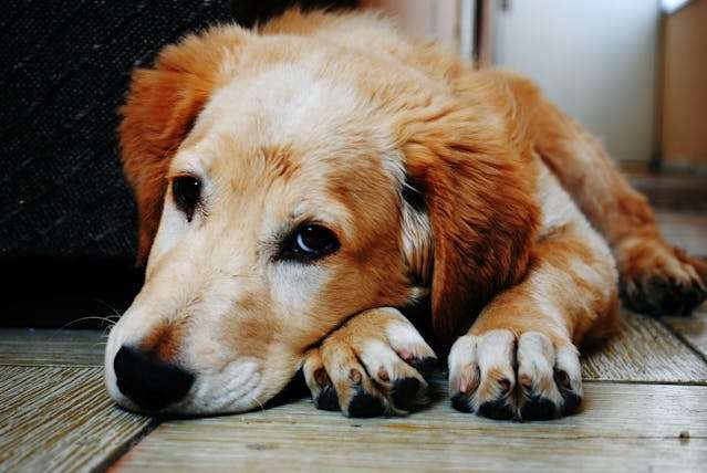 Understanding the Role of Calories in Your Dog's Diet for Better Health