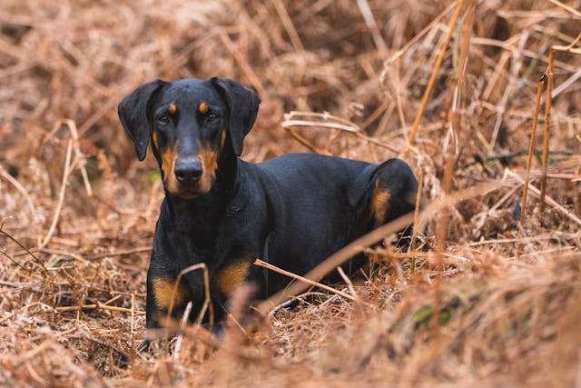 Best Dog Food for Doberman Pinschers