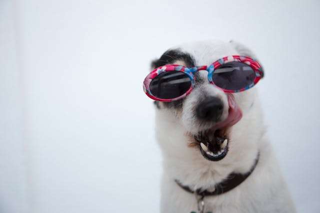 How to Start Your Dog on a Raw Food Diet