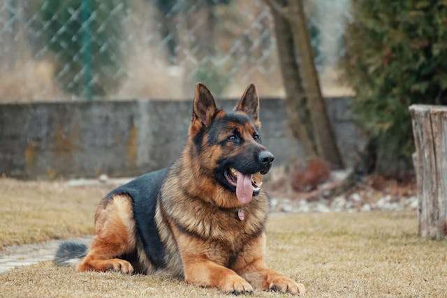 Best Dog Food for German Shepherds