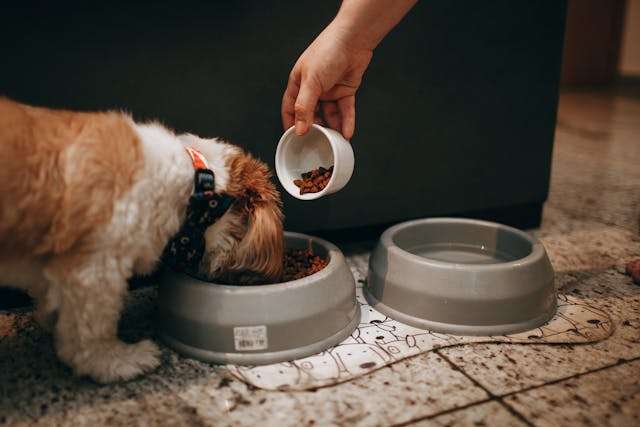 Tips for Feeding Picky Eaters