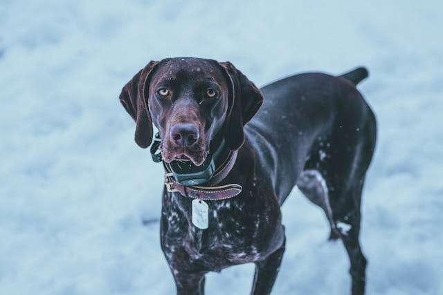Best Dog Food Options for German Shorthaired Pointers