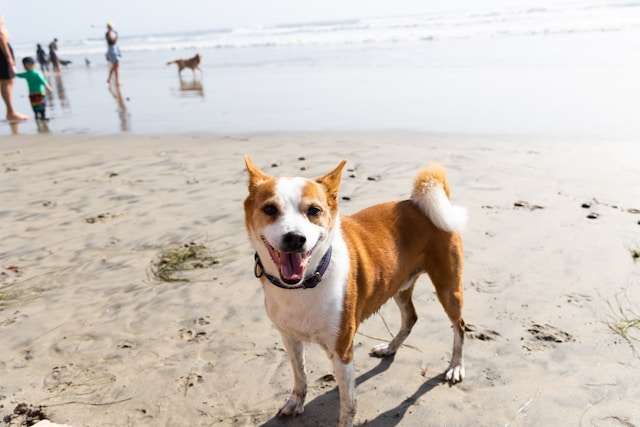 Energy-Packed Recipes for Active Dogs