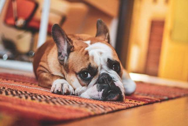 Best Dog Food for French Bulldogs