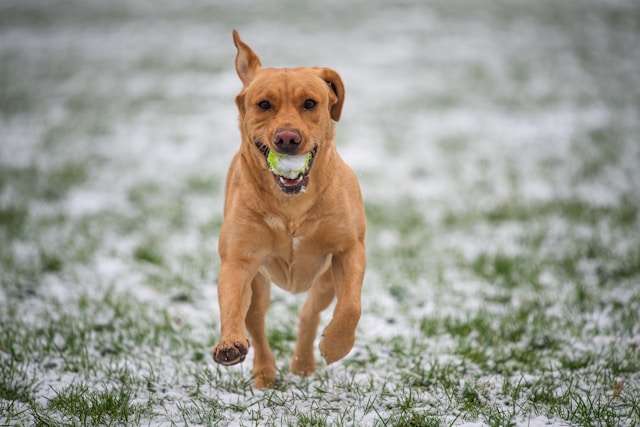 10 Energy-Packed Recipes for Active Dogs