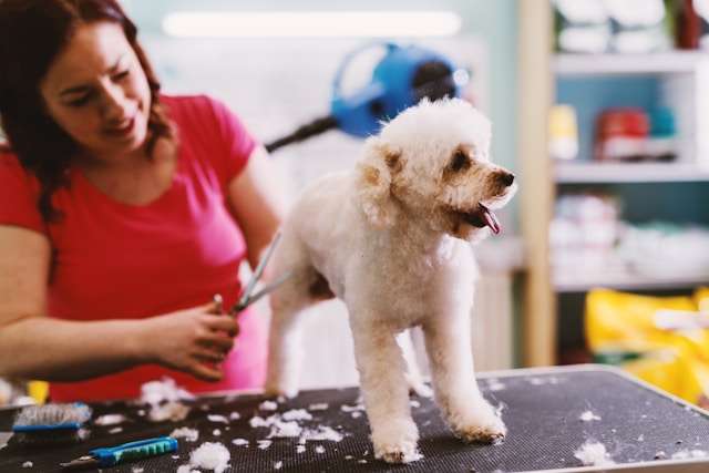 Best Dog Grooming Tips
